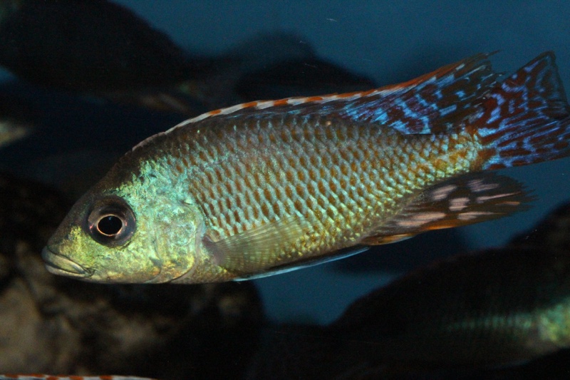 Otopharynx tetrastigma